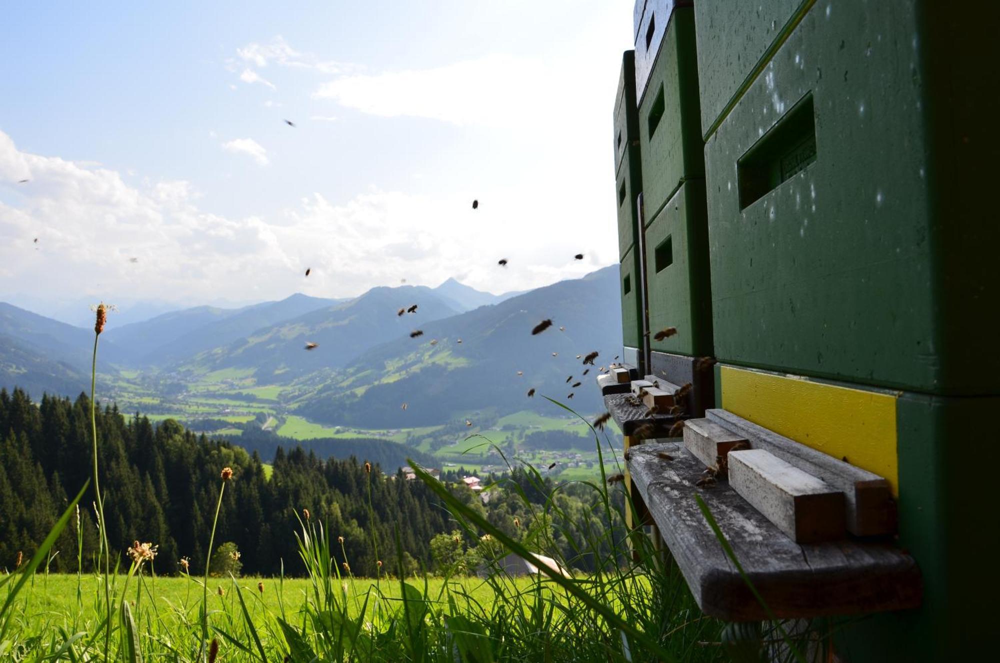 Apartamento Hof Hamoos Kitzbühel Exterior foto