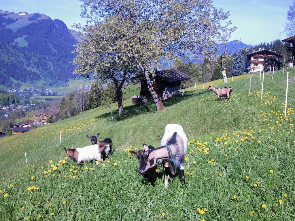 Apartamento Hof Hamoos Kitzbühel Exterior foto